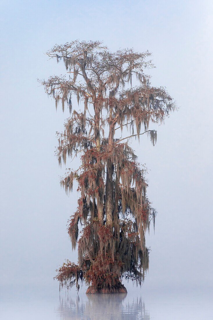 Bald Cypress (Taxodium distichum) in Lake Martin, Breaux Bridge, Atchafalaya Basin, Southern United States, USA; North Americaf