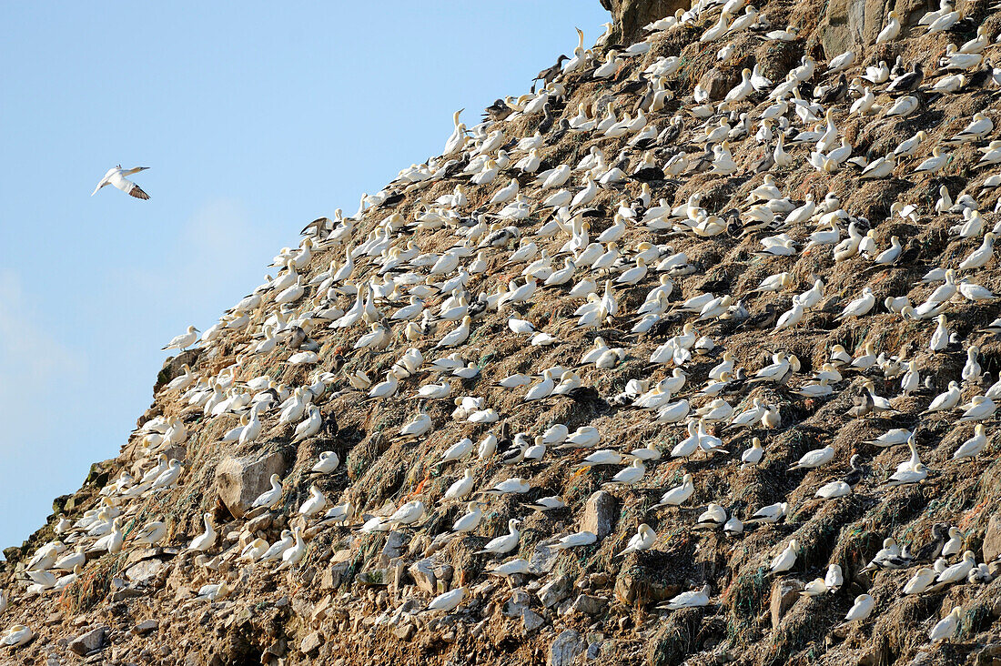 Ile Rou, Reserve Naturel des sept-iles, Brittany, France. Colony of northern gannet.