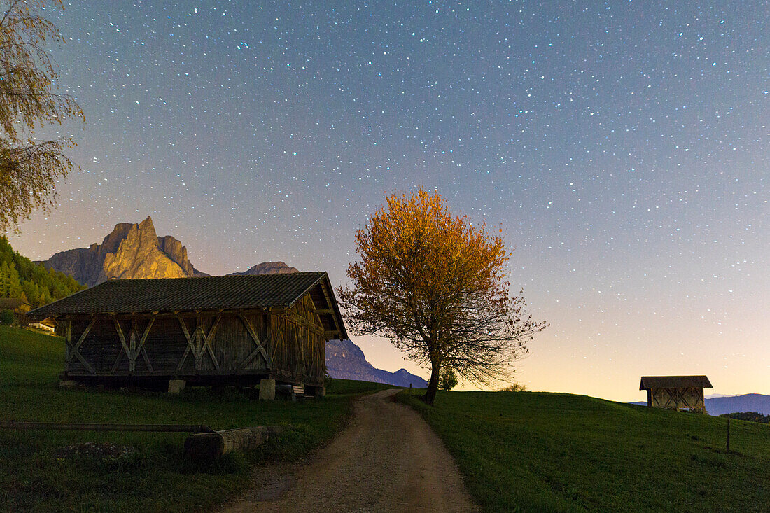 Starry sky on lone tree and hut, Castelrotto, Seiser Alm, Bolzano province, South Tyrol, Italy