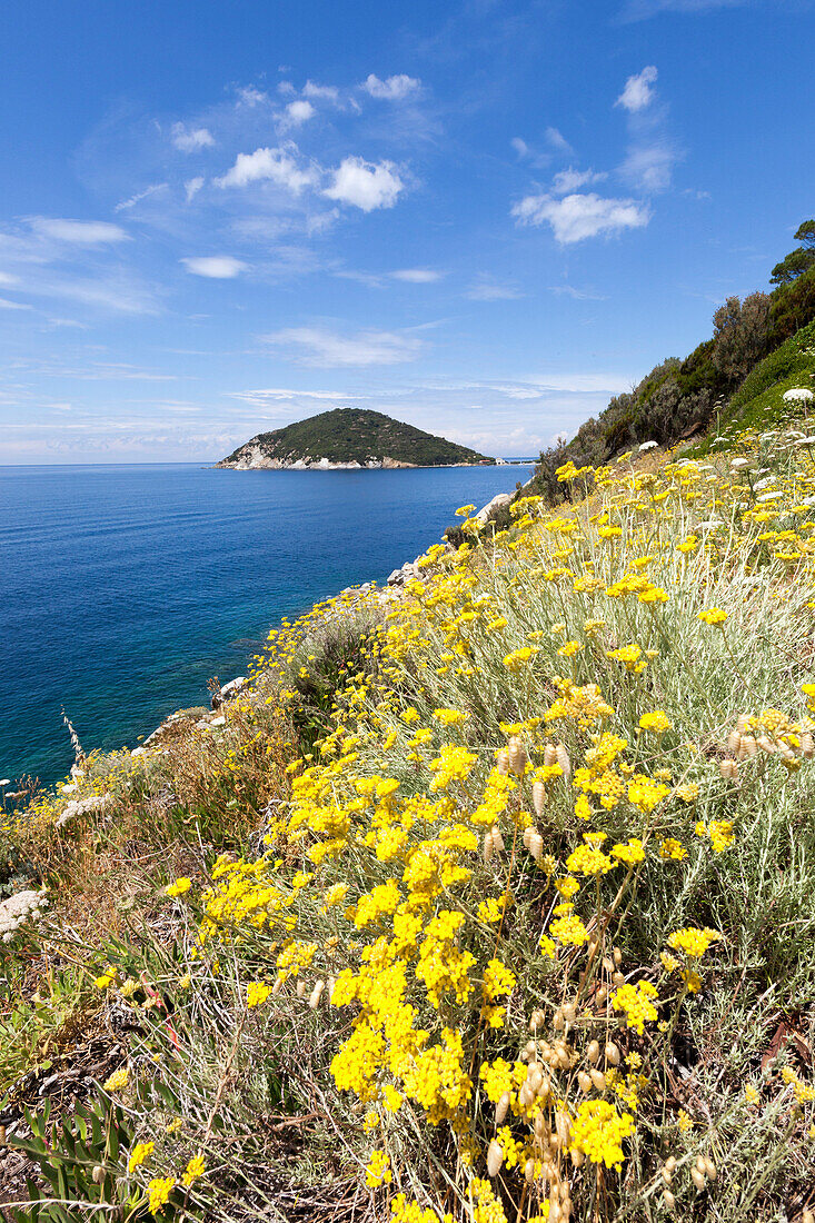 Yellow wildflowers, Gulf of Procchio, Marciana, Elba Island, Livorno Province, Tuscany, Italy