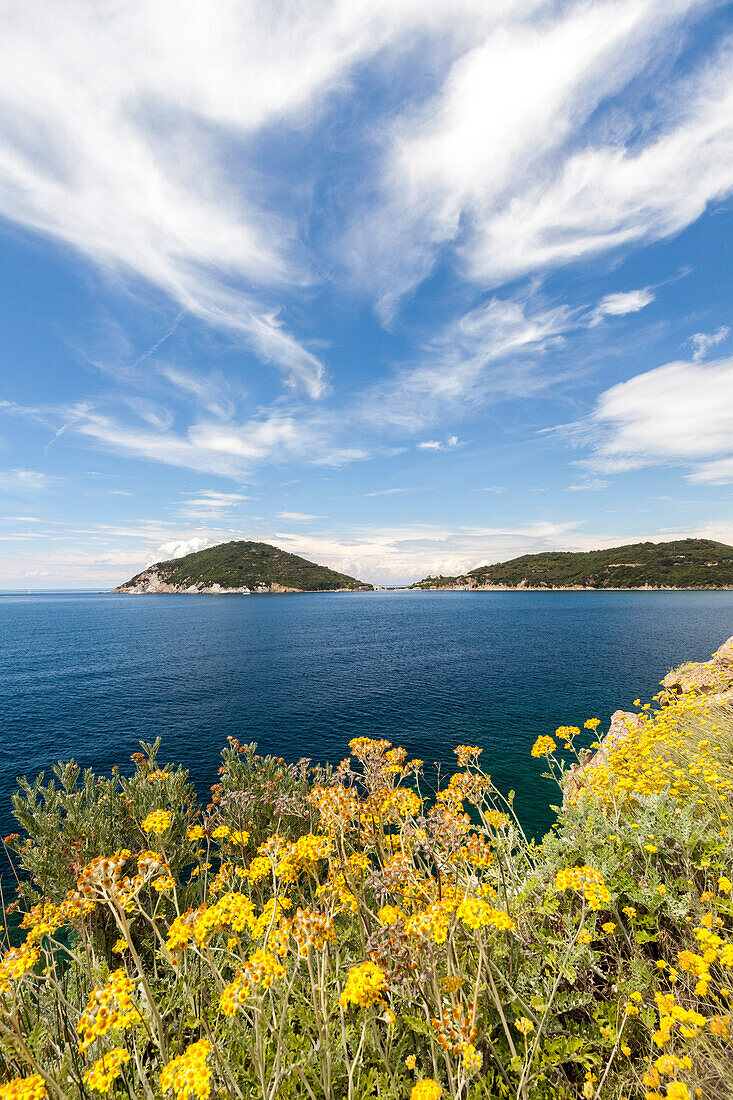 Yellow wildflowers on cliffs, Gulf of Procchio, Marciana, Elba Island, Livorno Province, Tuscany, Italy