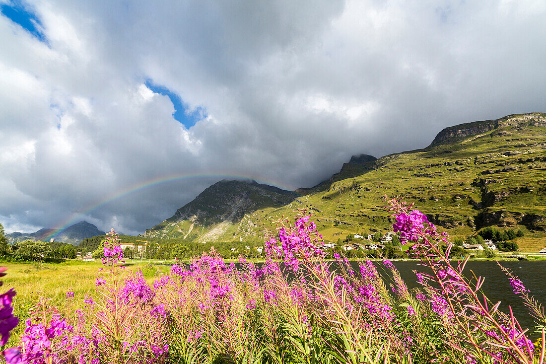 Epilobium wildflowers on lakeshore, Maloja Pass, Bregaglia Valley, Canton of Graubunden, Engadin, Switzerland