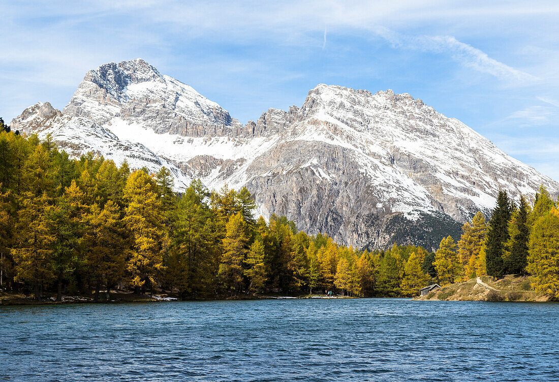 Larch trees on the shore of Lai da Palpuogna (Palpuognasee), Bergün, Albula Pass, canton of Grisons, Switzerland