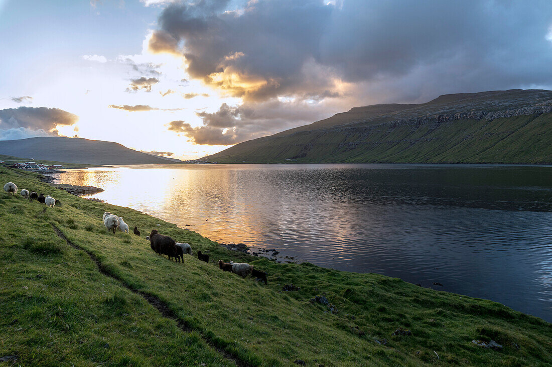 Sheep on promontory by the sea, Eidi, Eysturoy Island, Faroe Islands