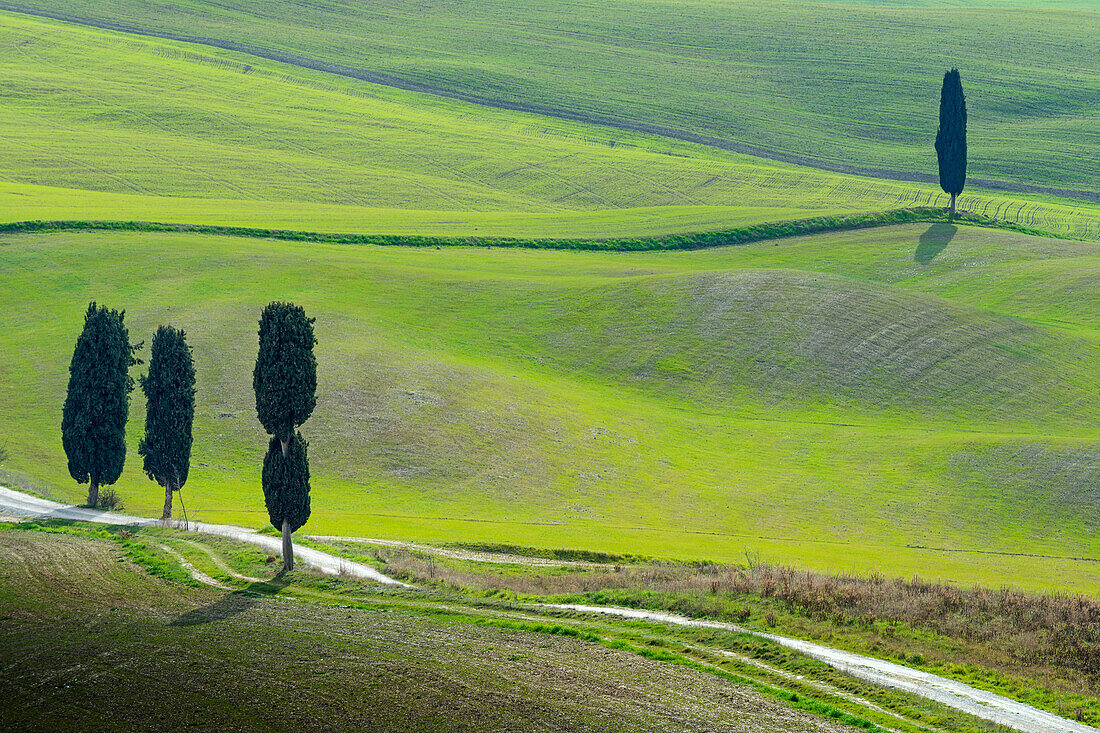 Green hills in Orcia valley Europe, Italy, Tuscany, Siena district, Pienza municipality