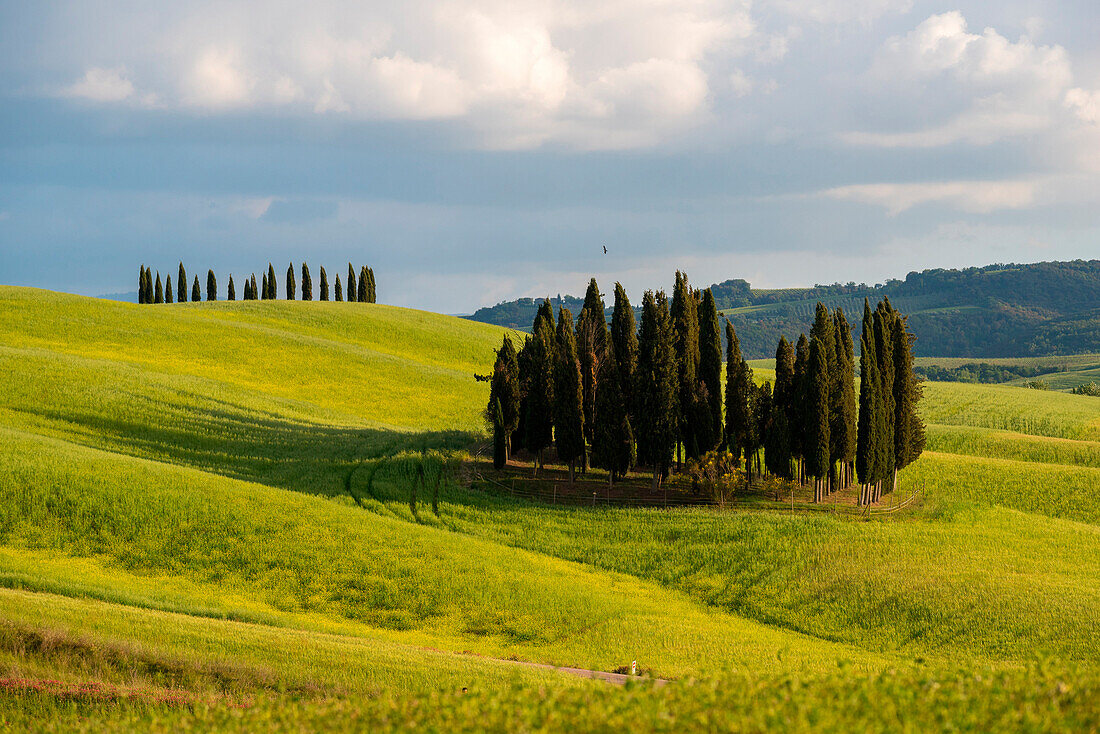 Cypresses in summer on mild hills in Orcia Valley. Siena district, Tuscany, Italy.