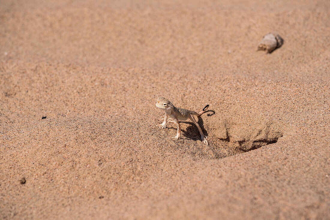 Desert lizard at Caspian Depression desert, Aktau, Mangystau region, Kazakhstan