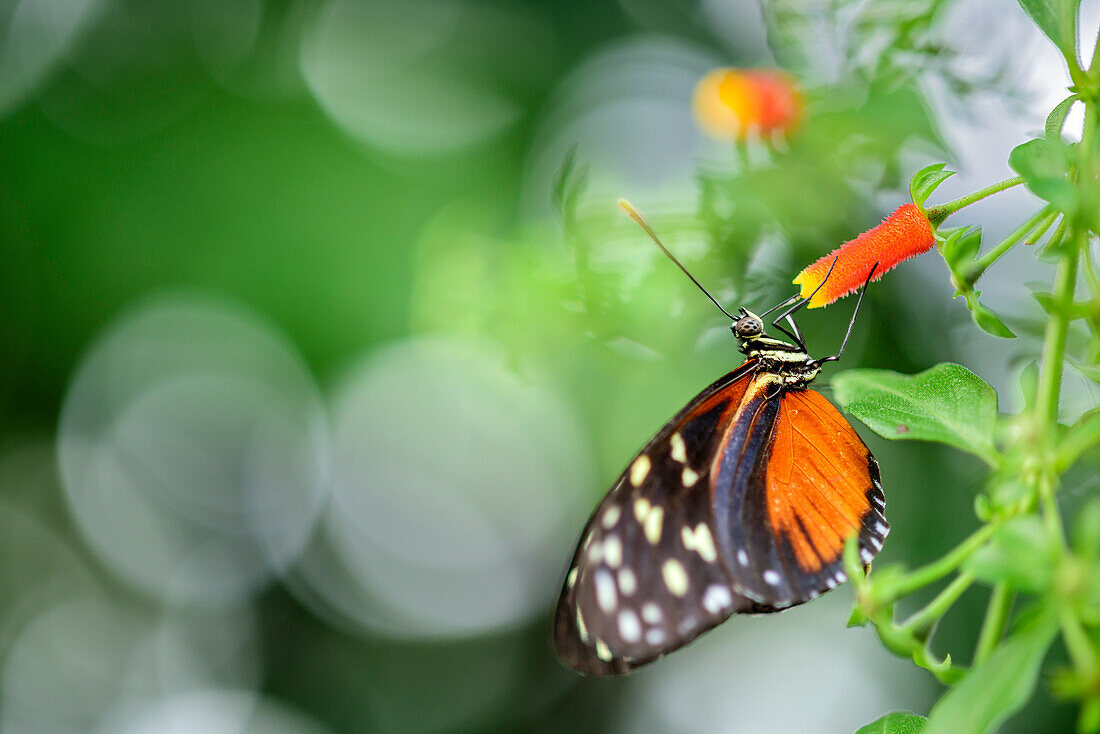 Tiger longwing, Heliconius, Botanical Garden, Munich, Upper Bavaria, Bavaria, Germany