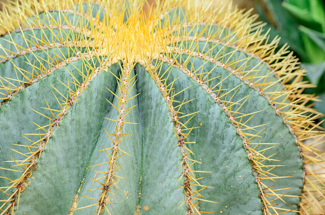 Kaktus, Botanischer Garten, München, Oberbayern, Bayern, Deutschland