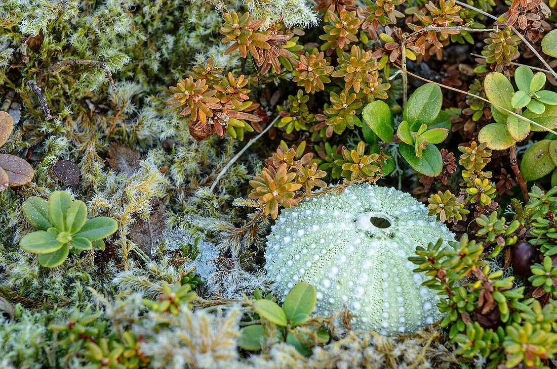 Sea urchin laying in tundra vegetation, Lofoten, Nordland, Norway