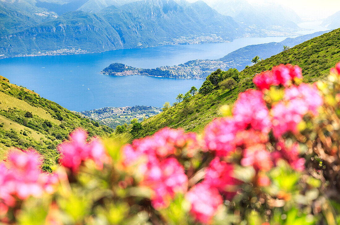 Flowering of rhododentrons at Monte Crocione with the village of Bellagio in the background. Alpe Colonno, Pigra, Val d'Intelvi, Como Lake, Lombardy, Italy, Europe.