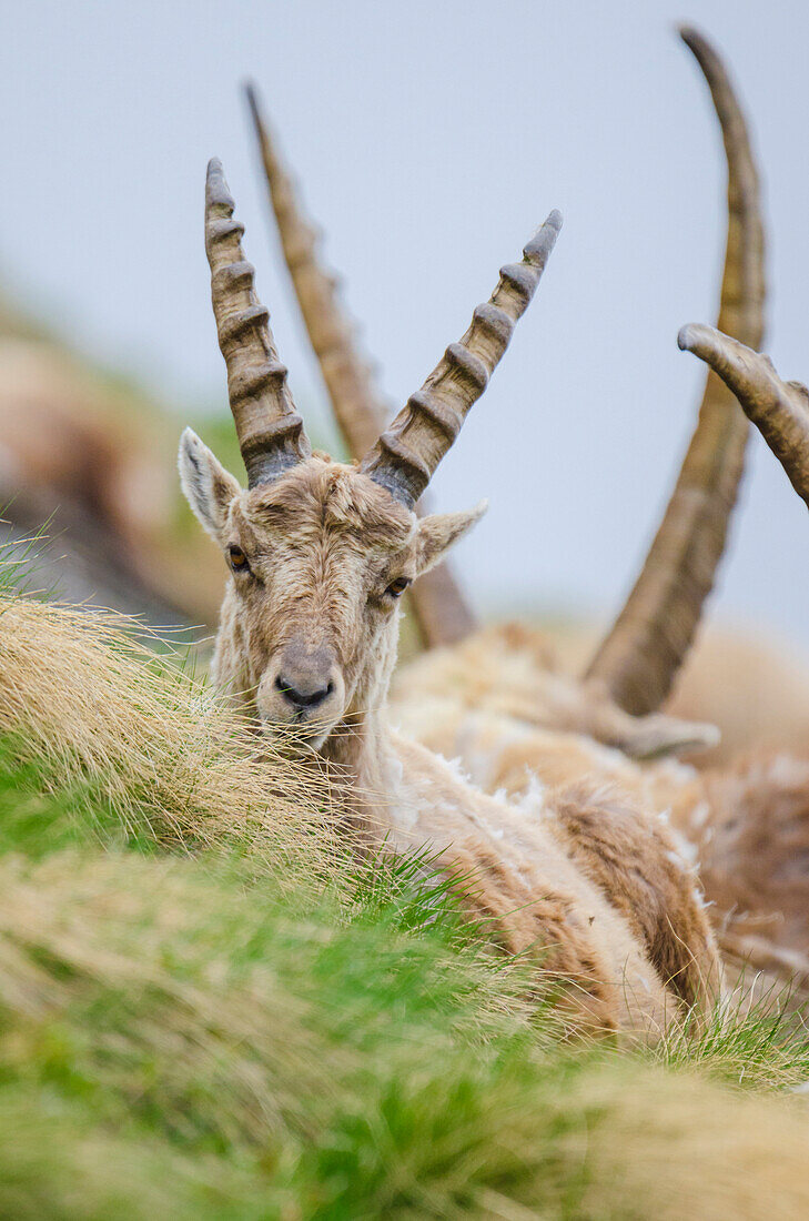 Alpine ibex in springtime, Valle dell'Orco, Gran Paradiso National Park, Piedmont, Graian alps, Province of Turin, Italian alps, Italy