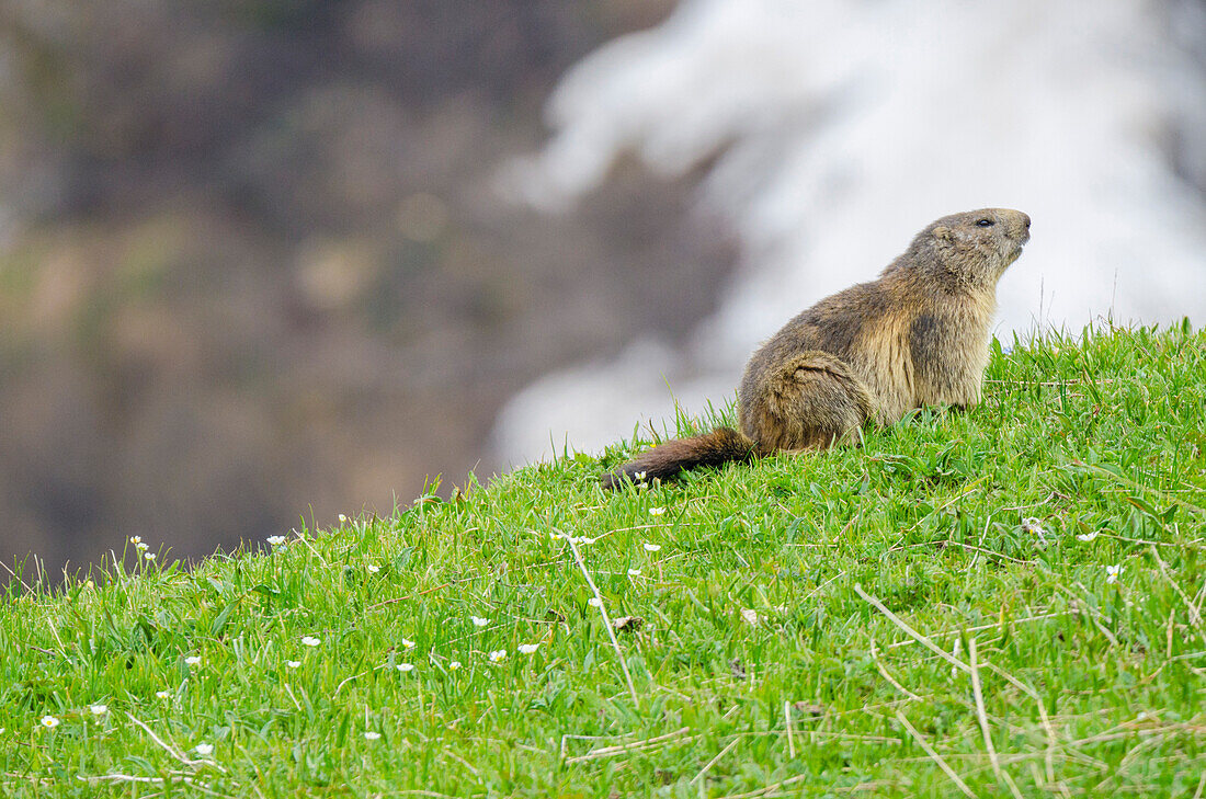 Marmot on the springtime's grass, Valle dell'Orco, Gran Paradiso National Park, Piedmont, Graian alps, Province of Turin, Italian alps, Italy