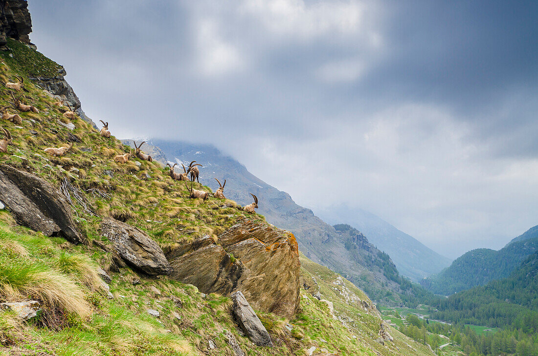 An herd of ibexes, Valle dell'Orco, Gran Paradiso National Park, Piedmont, Graian alps, Province of Turin, Italian alps, Italy