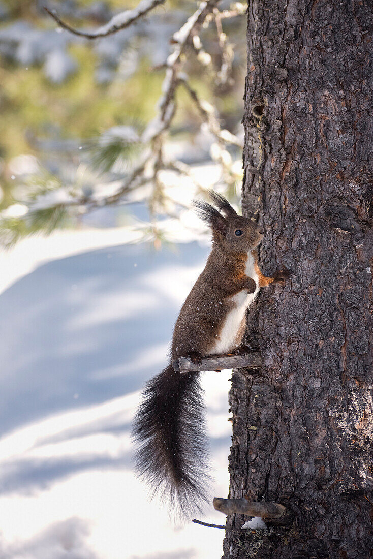 Wild squirrel in the woodland of Val Roseg, Pontresina, Canton of Graubunden, Switzerland, Europe