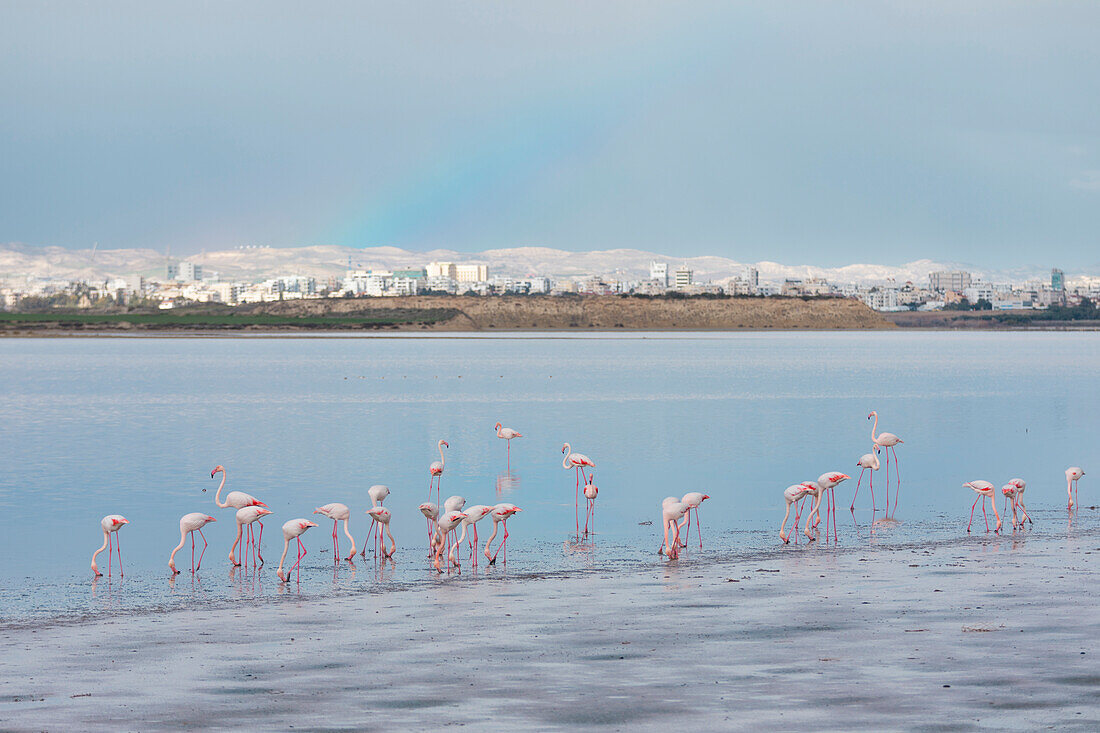 Cyprus, Larnaka, flamingos under the rainbow at Salt Lake
