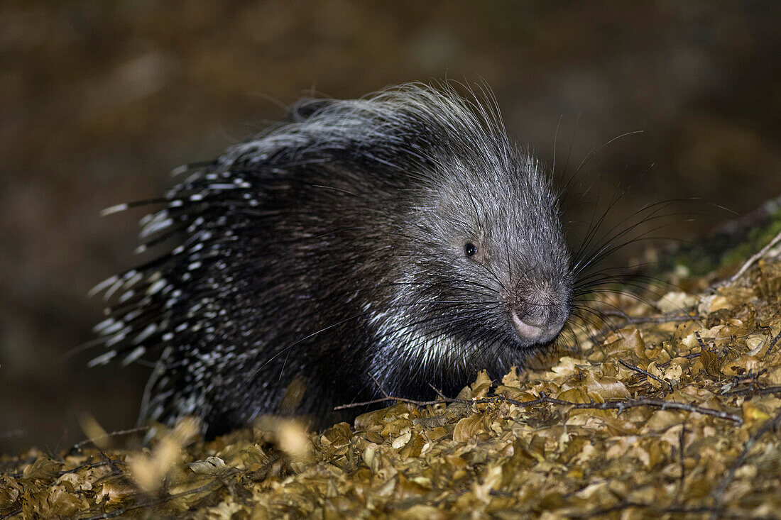 Porcupine in the woods at night, italian apennine, Emilia Romagna, Italy, Europe