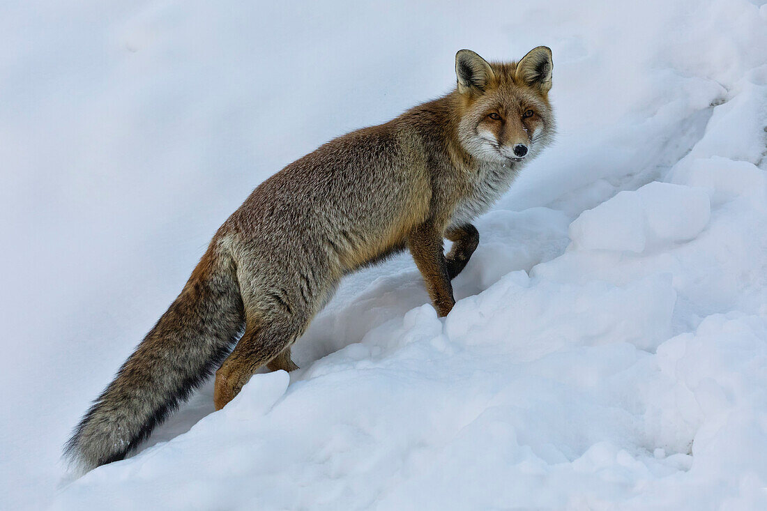 Red fox on the snow, italian alps, Piedmont, Italy, Europe