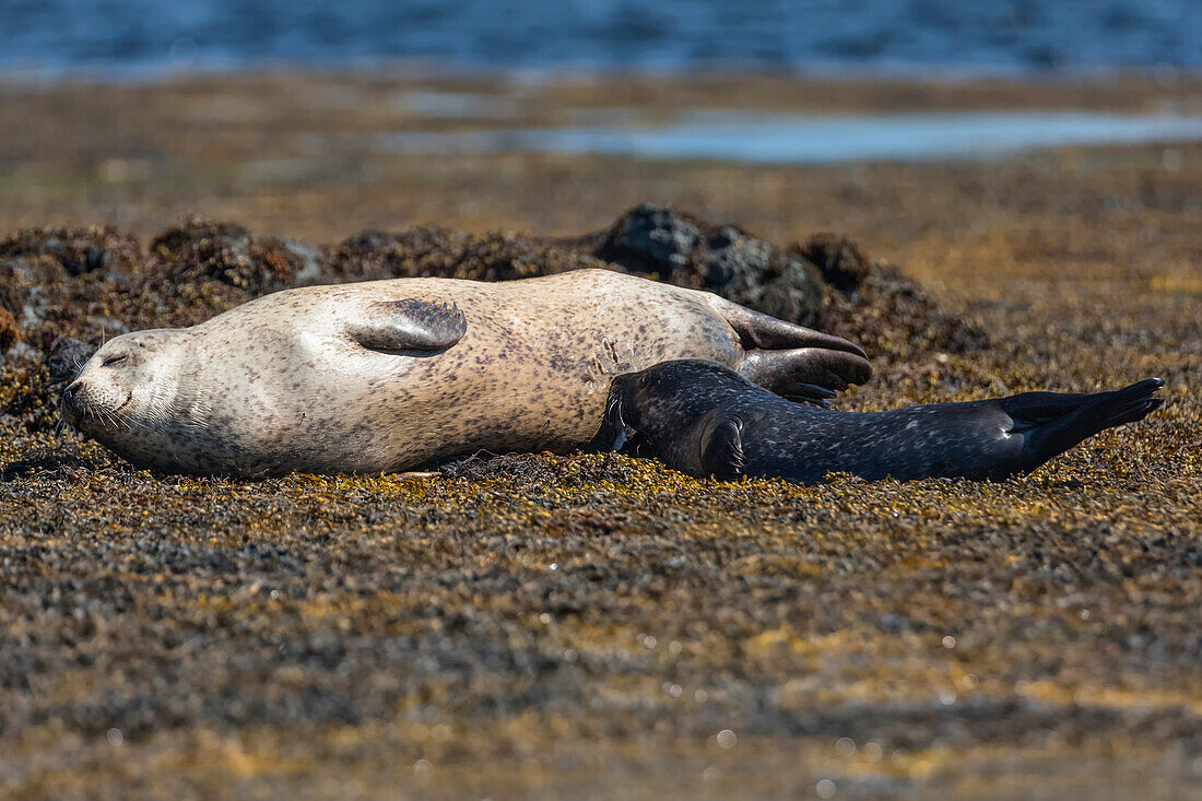 Harbour seal, Isle of Skye, Scotland, Europe