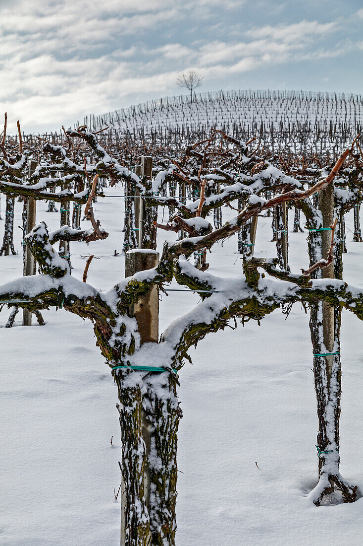 Langhe, Cuneo district, Piedmont, Italy. Langhe wine region winter snow