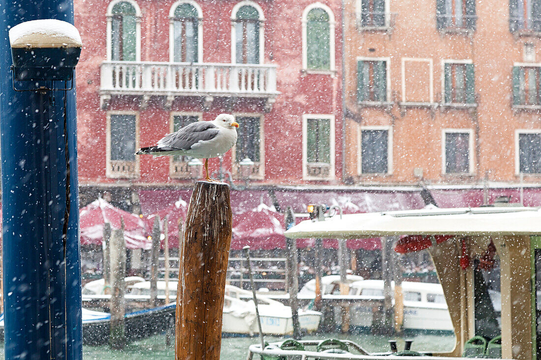 A seagull on a pole in Grand Canal during a snowfall, Venice, Veneto, Italy