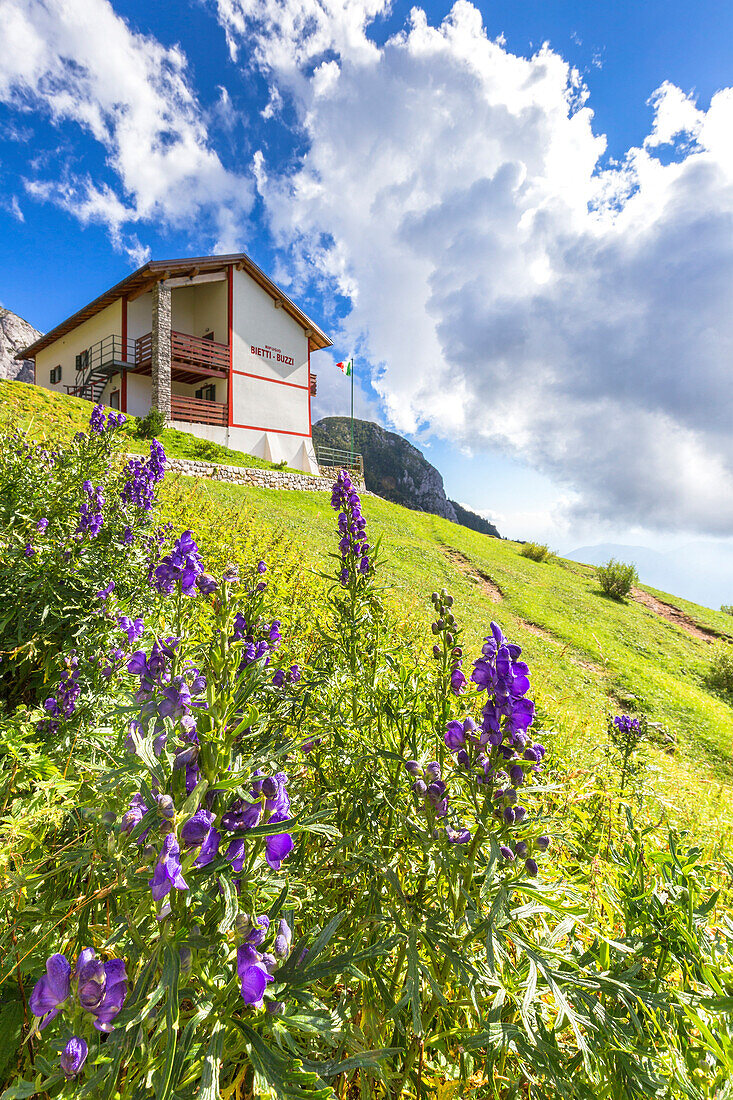 Summer bloom at Rifugio Bietti Buzzi, Bocchetta di Prada, Grigna Settentrionale(Grignone), Northern Grigna Regional Park, Lombardy, Italy, Europe.