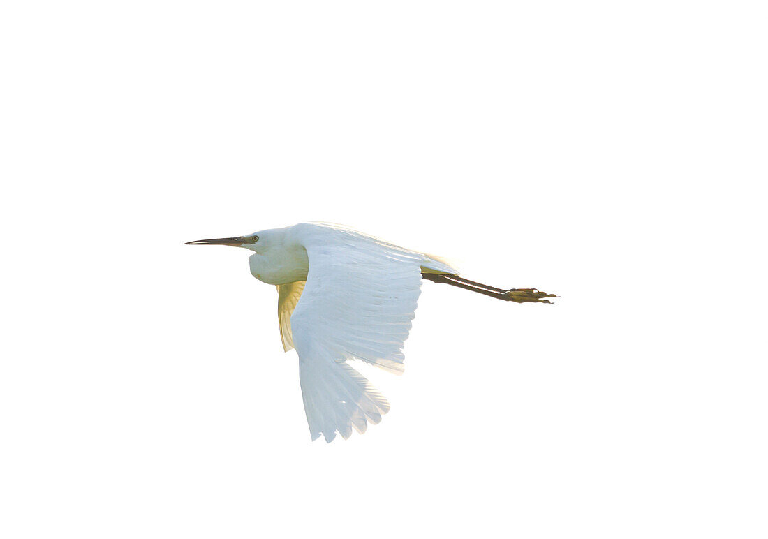 Great white egret in flight. Legnago, Verona, Veneto, Italy, Europe