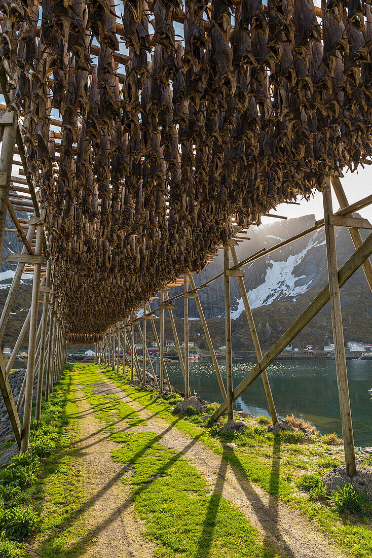 dry fish on a frame in the village of Reine, Lofoten Islands, Norway