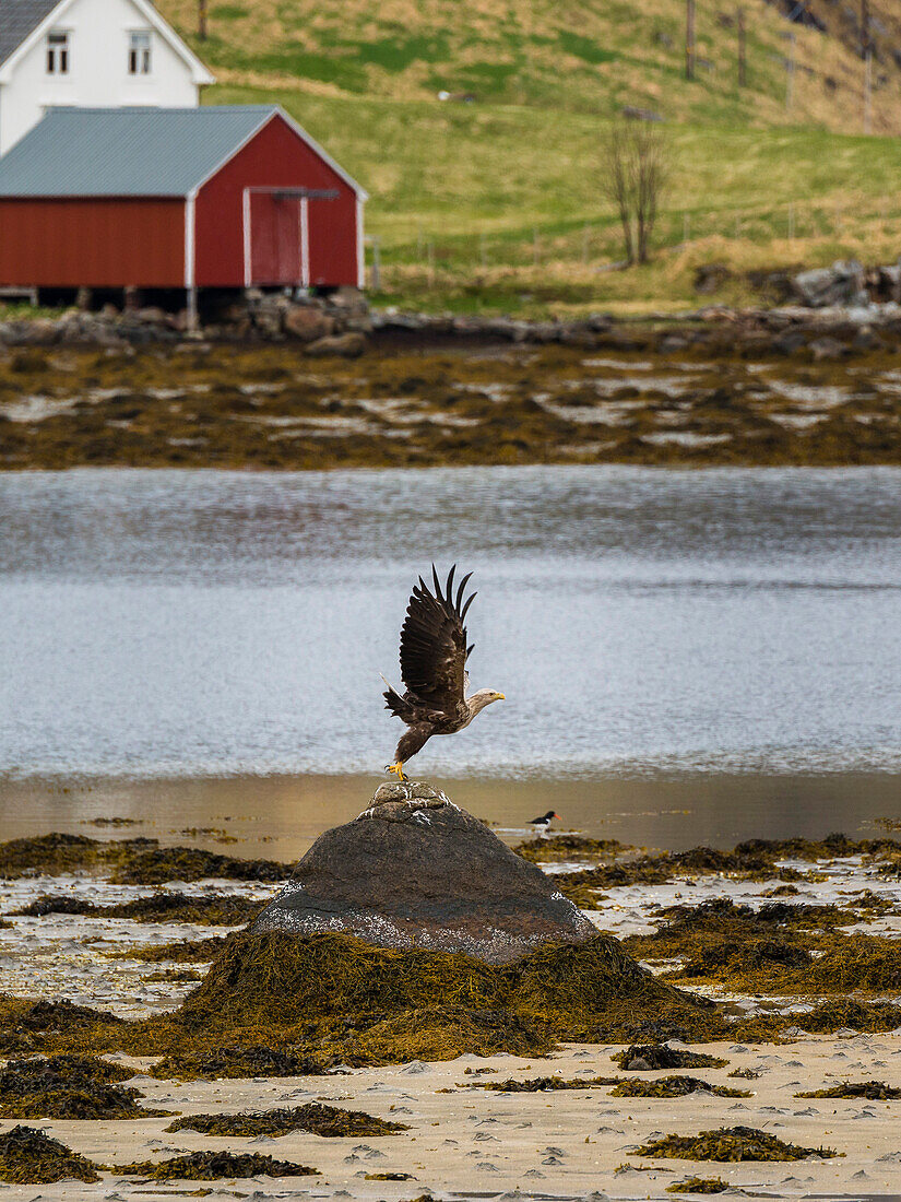 Seeadler beim Start von einem Felsen, Flakstadoya, Lofoten, Norwegen
