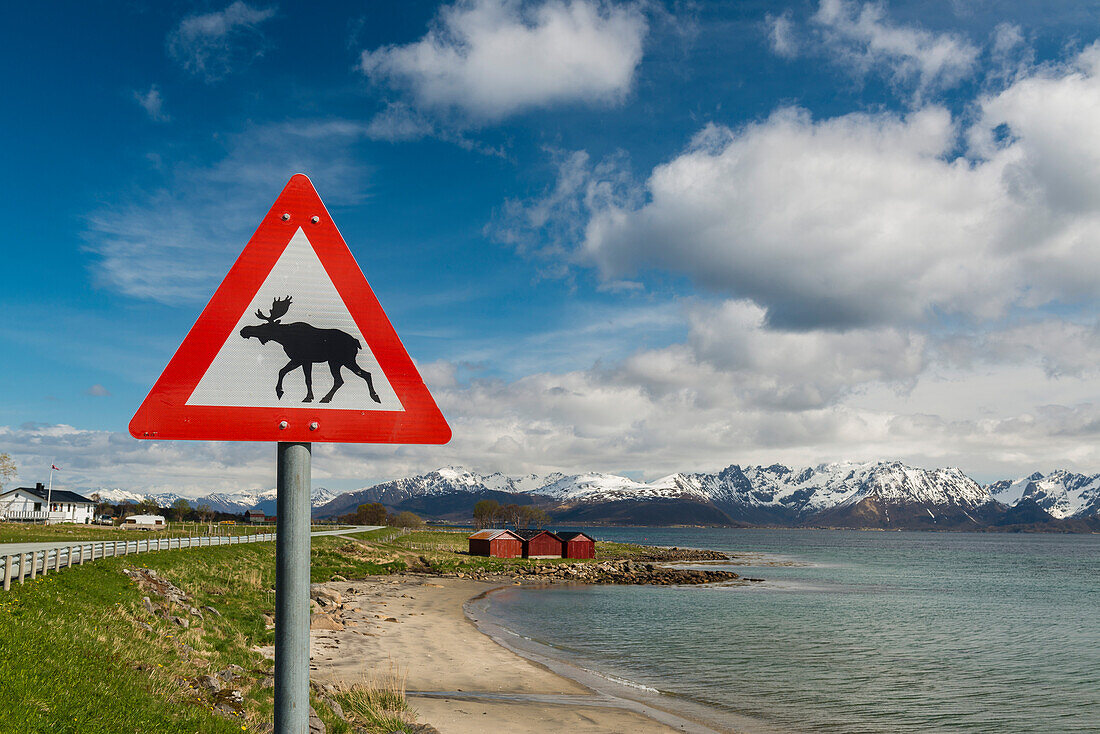 Warnschild 'Elche kreuzen', Vesteralen, Norwegen