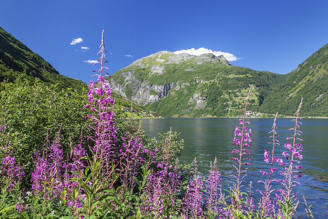 Blooming sally by the fjord Geirangerfjord, Geiranger, More and Romsdal, Fjord norway, Southern norway, Norway, Scandinavia, Northern Europe, Europe