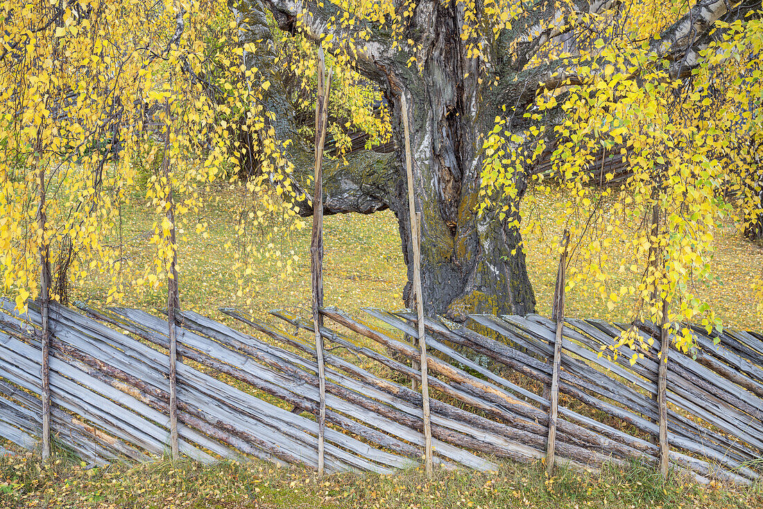 Autumn in Lom, Oppland, Østlandet, Southern norway, Norway, Scandinavia, Northern Europe, Europe