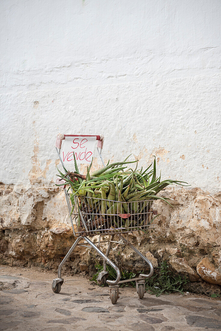 shopping cart with Aloe Vera for sale in alleys of Villa de Leyva, Departamento Boyacá, Colombia, South America