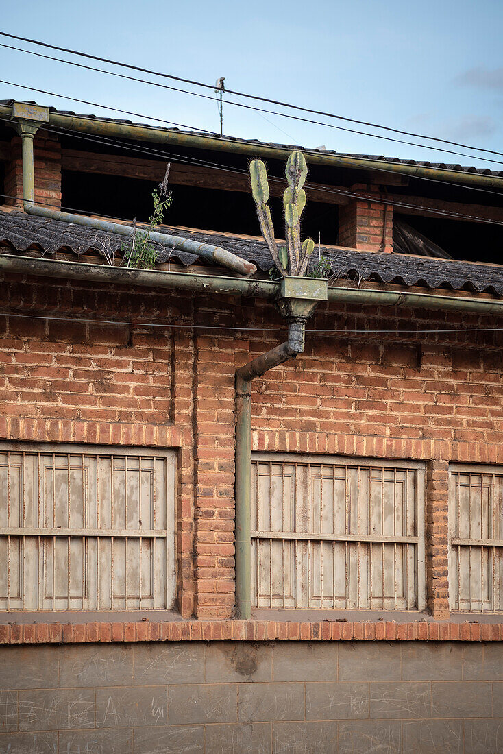 cactus growing out of rain pipe, Barichara, Departmento Santander, Colombia, Southamerica