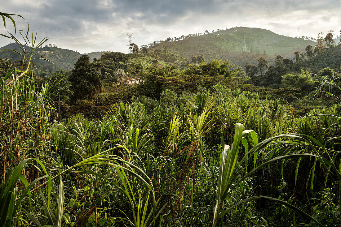 Hacienda Venecia bei Manizales, UNESCO Welterbe Kaffee Dreieck (Zona Cafatera), Departmento Caldas, Kolumbien, Südamerika