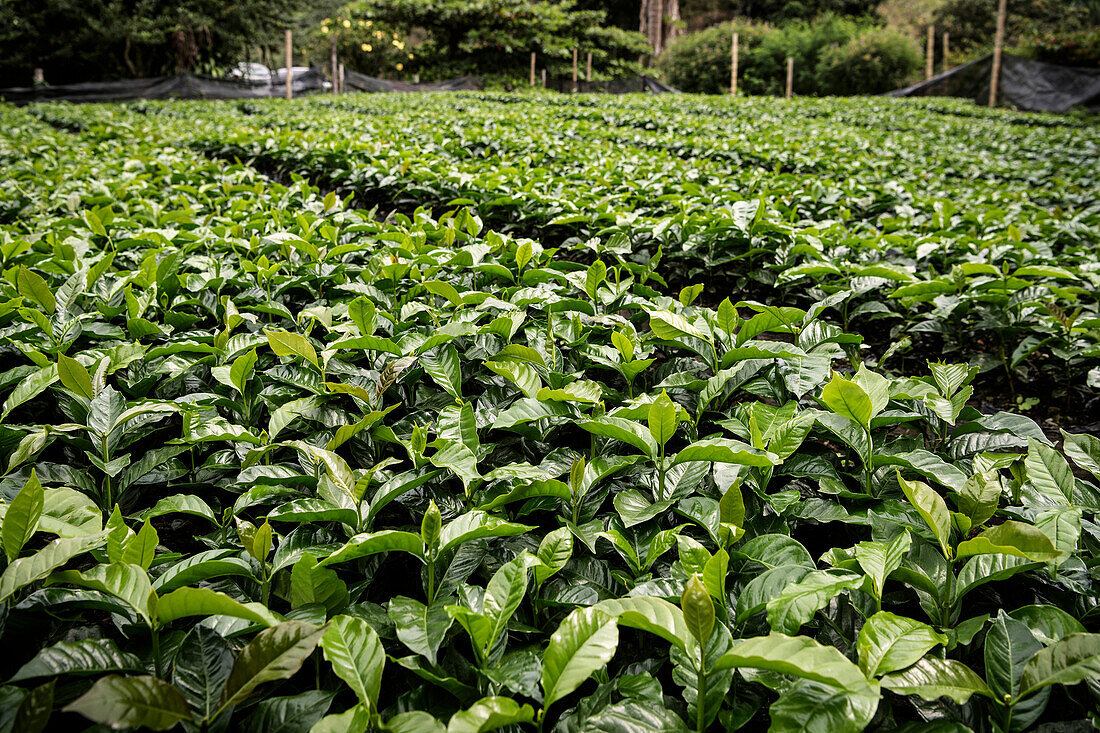 coffee bush seedling at Hacienda Venecia around Manizales, UNESCO World Heritage Coffee Triangle, Departmento Caldas, Colombia, Southamerica
