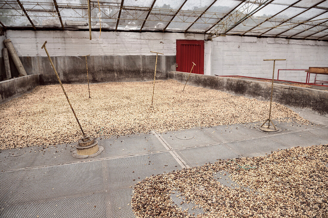 air dried coffee beans, Hacienda Venecia around Manizales, UNESCO World Heritage Coffee Triangle, Departmento Caldas, Colombia, Southamerica