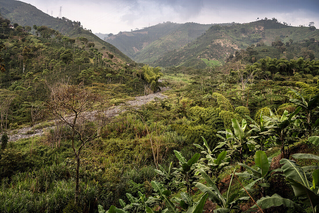 Landschaft bei Kaffee Plantage Hacienda Venecia bei Manizales, UNESCO Welterbe Kaffee Dreieck (Zona Cafatera), Departmento Caldas, Kolumbien, Südamerika