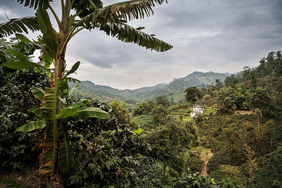 landscape at Hacienda Venecia around Manizales, UNESCO World Heritage Coffee Triangle, Departmento Caldas, Colombia, Southamerica