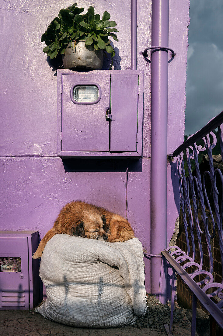 schlafender Hund vor lila Hausfassade, Salento, UNESCO Welterbe Kaffee Dreieck (Zona Cafatera), Departmento Quindio, Kolumbien, Südamerika