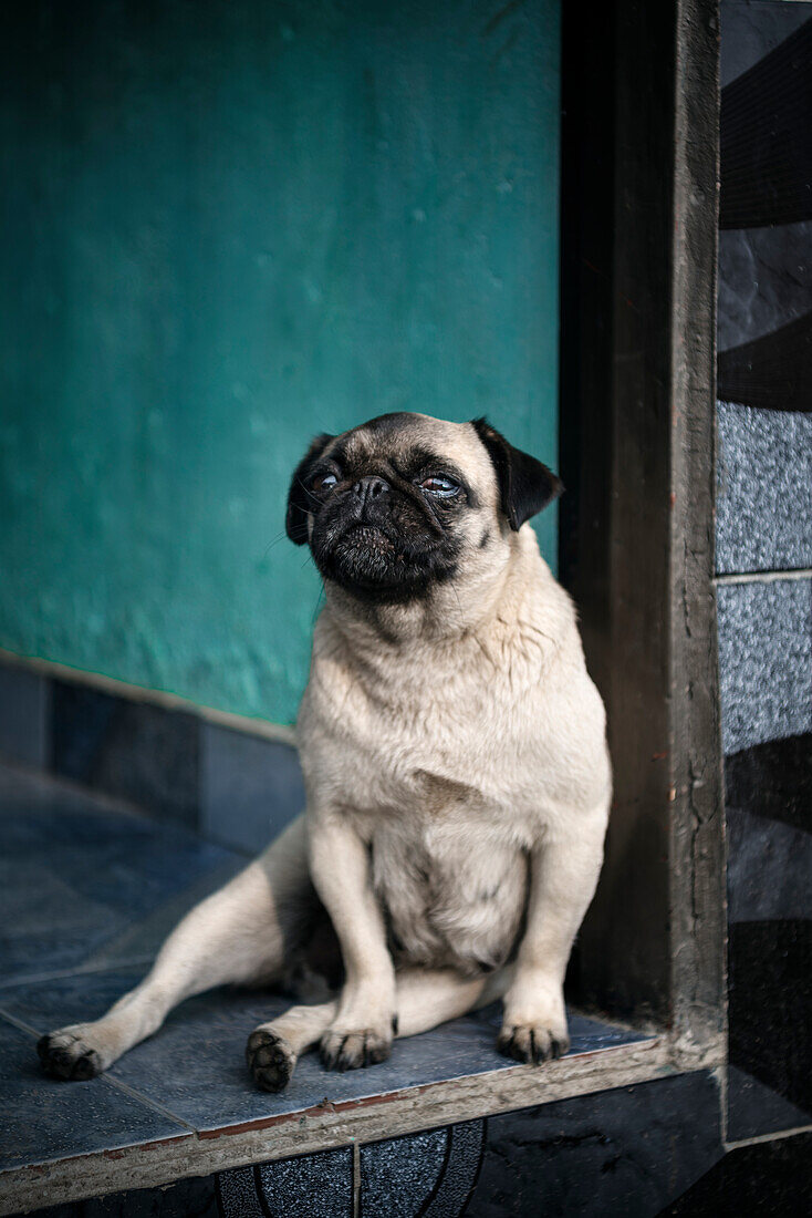 Mops Hund sitzt an Türschwelle aufrecht, Salento, UNESCO Welterbe Kaffee Dreieck (Zona Cafatera), Departmento Quindio, Kolumbien, Südamerika