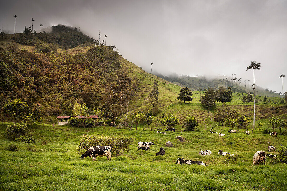 Kühe weiden im Valle del Cocora, endemische Wachspalmen, Salento, UNESCO Welterbe Kaffee Dreieck (Zona Cafatera), Departmento Quindio, Kolumbien, Südamerika