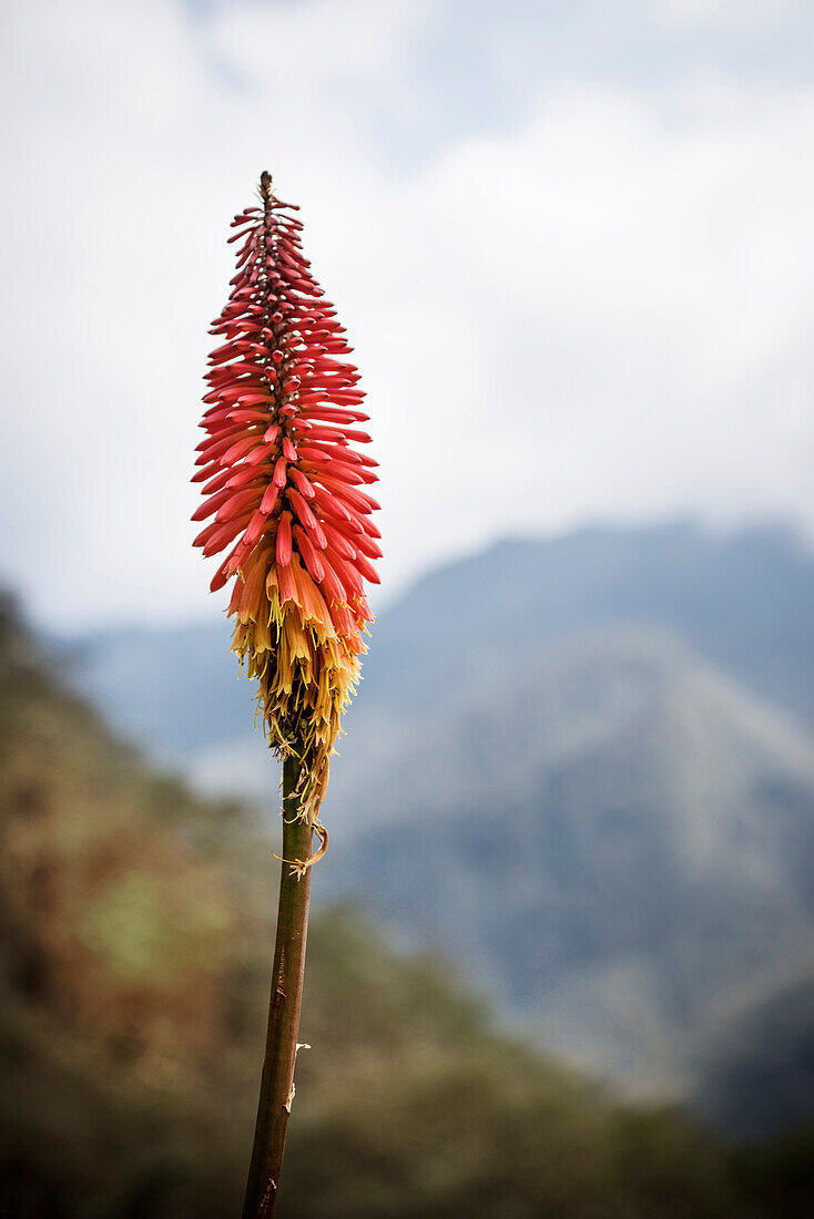 Bunte Blüte einer Pflanze im Valle del Cocora, Salento, UNESCO Welterbe Kaffee Dreieck (Zona Cafatera), Departmento Quindio, Kolumbien, Südamerika