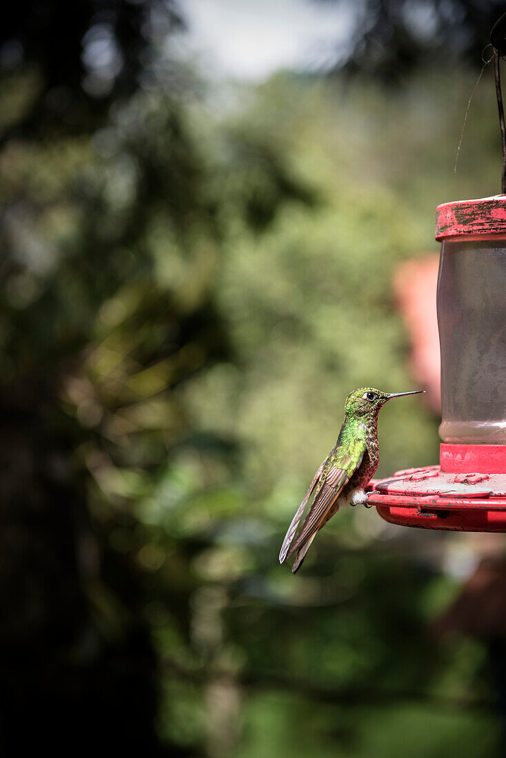 Kolibri im Valle del Cocora, Salento, UNESCO Welterbe Kaffee Dreieck (Zona Cafatera), Departmento Quindio, Kolumbien, Südamerika