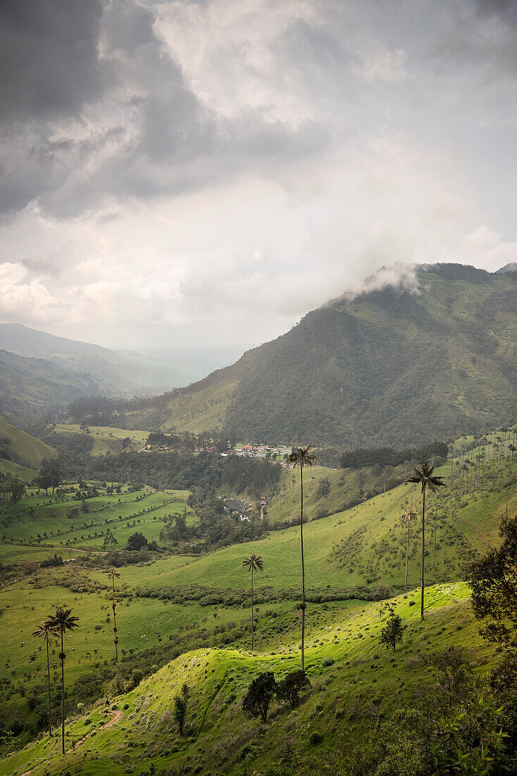 Cocora Valley, endemic wax palm trees, Salento, UNESCO World Heritage Coffee Triangle, Departmento Quindio, Colombia, Southamerica