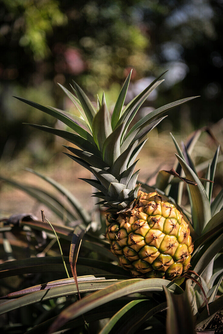 wild growing pineapple, San Agustin, UNESCO Weltkulturerbe, Departmento Huila, Colombia, Southamerica