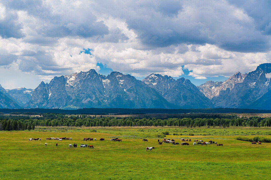 Pferde im Grand Teton Nationalpark, Wyoming, USA