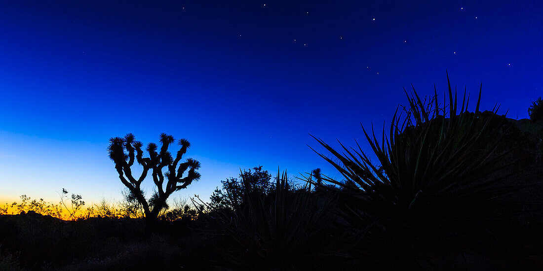 Joshua-Palmlilie in der Dämmerung,  Joshua-Tree-Nationalpark, Kalifornien, USA