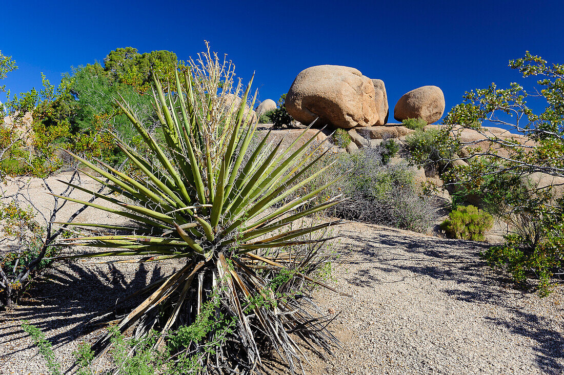 Yucca Pflanze im Joshua-Tree-Nationalpark, Kalifornien, USA