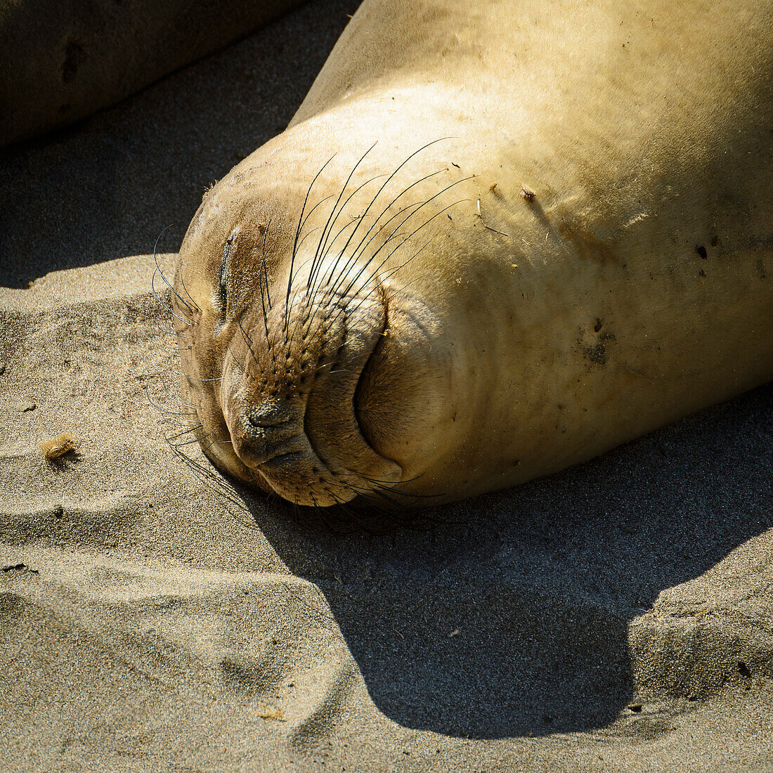 Schlafender Seelöwe am Strand von San Simeon, San Luis Obispo County, Kalifornien, USA